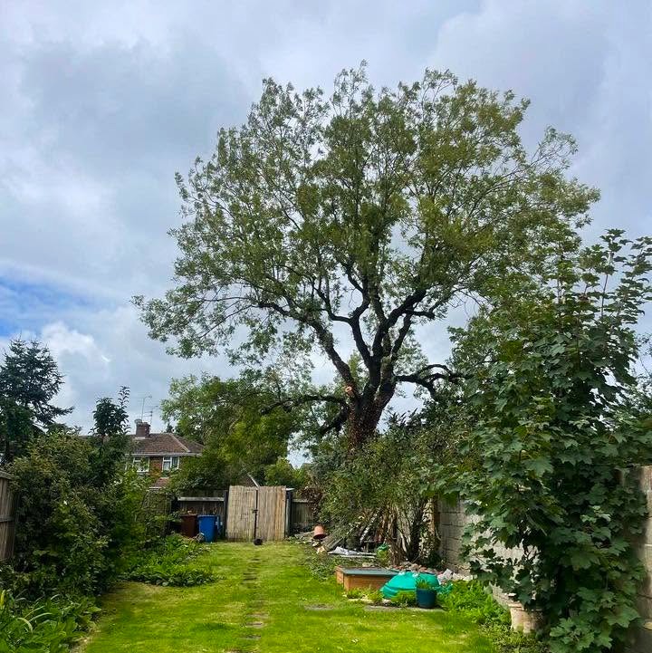 Tree Surgery